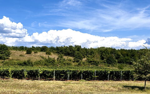 Casa Robinson Nature, Wifi, Istria, Croazia: Blau, Grün, Wolke, Vegetation, Natürliche Landschaft, Einfach, Wiese, Landschaft, Kumulus, Feld