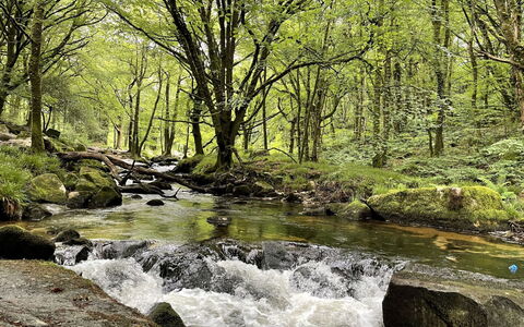 Kingfishers Lodge: Wasser, Wasservorräte, Grün, Gewässer, Natur, Strom, Natürlichen Umgebung, Blatt, Wasserlauf, Natürliche Landschaft
