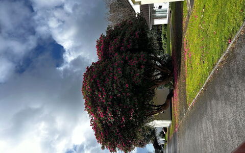 Kingfishers Lodge: Blatt, Ast, Strauch, Frühling, Gehölz, Garten, Landscaping, Hecke