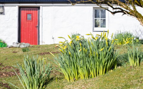 The Cottage: Gelb, Frühling, Garten, Hütte, Rasen, Garten, Krautige Pflanze, Abstellgleis, Landscaping, Hinterhof