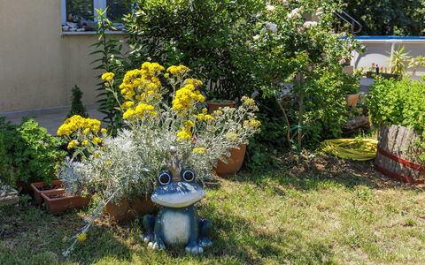 Fameja: Blume, Gelb, Strauch, Garten, Blumentopf, Frühling, Zimmerpflanze, Floristik, Krautige Pflanze