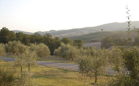 Santo Stefano: Baum, Natürlichen Umgebung, Vegetation, Natürliche Landschaft, Wiese, Hügel, Pflanzengemeinschaft, Strauch, Ökoregion, Einfach