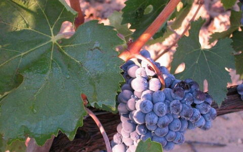 Mulino della Frateria: Obst, Produzieren, Essen, Natural Foods, Weinberg