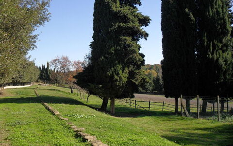 Villa Antonella: Baum, Gras, Blatt, Natürlichen Umgebung, Strauch, Kofferraum, Gehölz, Garten, Wiese, Landscaping