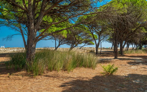 Budoni Homes Seaside, Ac And Bike: Vegetation, Ökoregion, Landschaft, Pflanzengemeinschaft, Einfach, Grundstueck, Boden, Gehölz, Sand