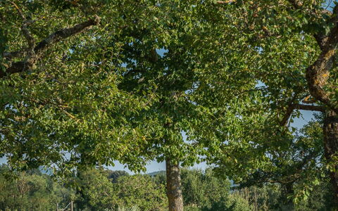 Casalberna: Blatt, Baum, Gras, Ast, Einfach, Wiese, Grundstueck, Kofferraum, Rasen, Gehölz