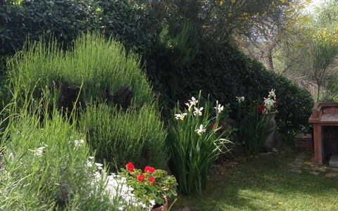 Casa Viola Pool, Wifi, Montaione: Vegetation, Strauch, Pflanzengemeinschaft, Garten, Frühling, Landscaping, Hinterhof, Garten