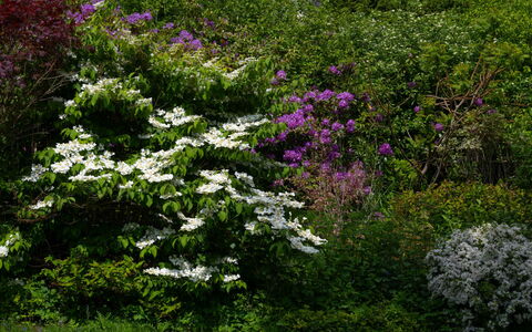 Farmburn: Blume, Blatt, Vegetation, Strauch, Garten, Pflanzengemeinschaft, Ground, Frühling, Blühende Pflanze, Gehölz