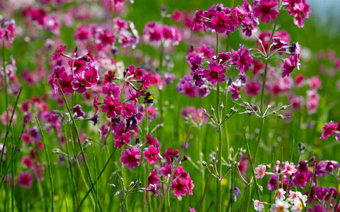 Farmburn Bothy: Blume, Blütenblatt, Rosa, Frühling, Blühende Pflanze, Lila, Garten, Nahansicht, Wild
