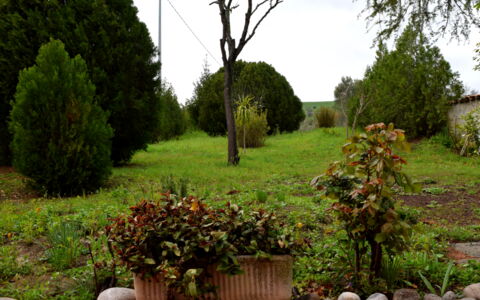 Casa Carletto, Abruzzo: Blatt, Strauch, Garten, Pflanzengemeinschaft, Gehölz, Landscaping, Krautige Pflanze, Rasen, Hinterhof