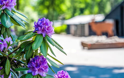 Douglas: Blütenblatt, Frühling, Lila, Garten, Botanischer Garten