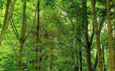 Blackbarn Wood