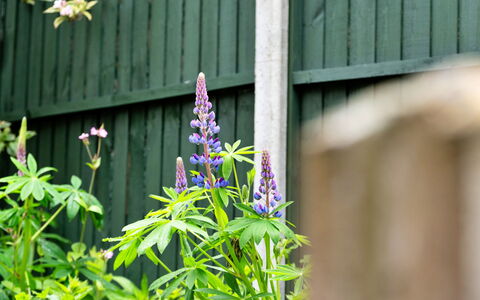 The Grove Annexe: Blume, Blütenblatt, Blühende Pflanze, Ground, Lila, Garten, Wild, Krautige Pflanze