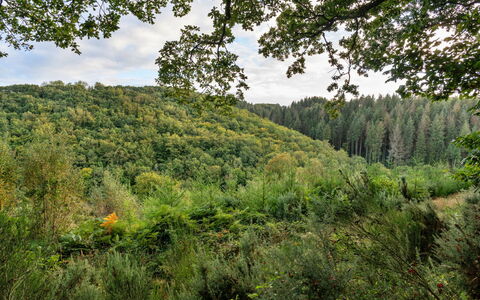 Forest Park Lodge: Wohnung, Gebirge, Senke, Alpen, Hotel, Bergdorf