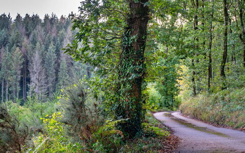 Forest Park Lodge: Wohnung, Gebirge, Senke, Alpen, Hotel, Bergdorf