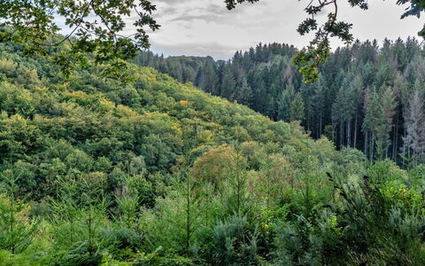 Forest Park Lodge: Wohnung, Gebirge, Senke, Alpen, Hotel, Bergdorf
