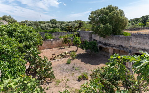 Masseria Lamagrotte By Raro Rooms: Himmel, Baum, Vegetation, Landschaft, Strauch, Pflanzengemeinschaft, Grundstueck, Ländliches Gebiet, Boden