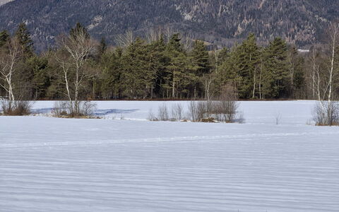 Strobl 1: Winter, Schnee, Baum, Ast, Bergforms, Berg, Wildnis, Einfrieren, Zweig, Gebirge