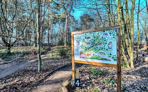 Woodland Lodge: Blatt, Ast, Kofferraum, Wald, Gehölz, Boden, Zweig, Weg, Wald, Hain