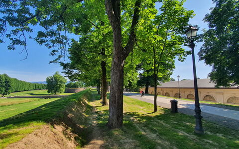 Ai Cantici: Baum, Gras, Natur, Walkway, Schatten, Park, Auffahrt, Landscaping, Schatten, Weg