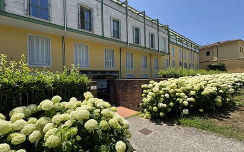 Ai Cantici: Strauch, Garten, Landscaping, Schatten, Hecke, Garten, Hof, Estate, Rasen, Hinterhof