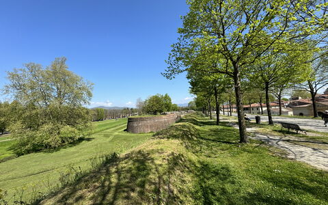 Il Cervo In Città: Baum, Gras, Ast, Wiese, Einfach, Ground, Wiese, Garten, Rasen, Weide
