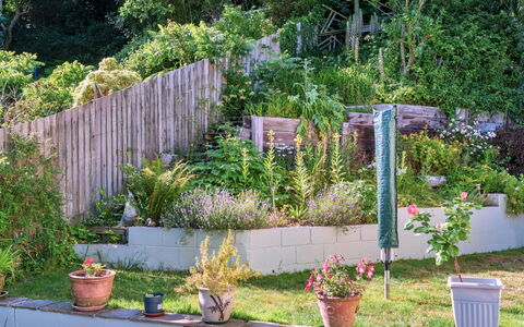 Cawsand 604: Strauch, Garten, Pflanzengemeinschaft, Ground, Hinterhof, Frühling, Zaun, Landscaping, Garten