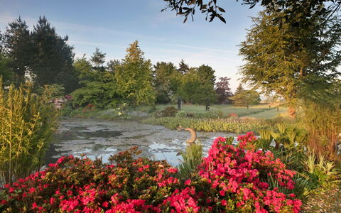 Ryeworth Cottage: Blume, Natur, Blatt, Vegetation, Natürliche Landschaft, Garten, Strauch, Pflanzengemeinschaft, Ground, Frühling