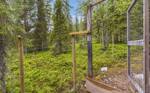 Riekkola: Holz, Pflanzengemeinschaft, Wald, Wald, Naturschutzgebiet, Weg, Hain, Dschungel