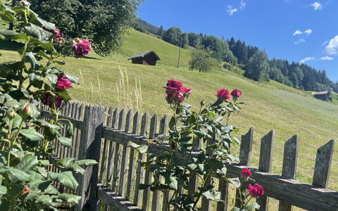 Panoramaperle: Blume, Blütenblatt, Frühling, Garten, Blühende Pflanze, Zaun, Krautige Pflanze, Rose Family, Wild, Home Fechten