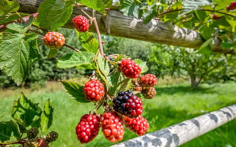 Jyrki - 100M from the Sea: Obst, Produzieren, Essen, Natural Foods