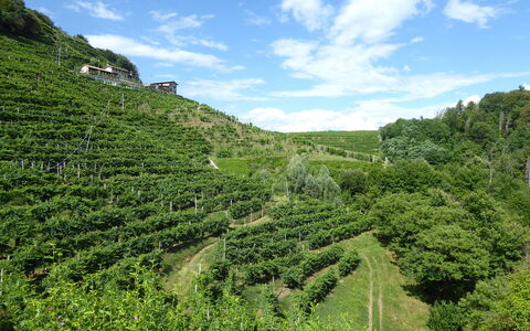 Chalet Fagarè, Pool, Sauna, Prosecco Hills: Grün, Vegetation, Plantage, Landschaft, Landwirtschaft, Ländliches Gebiet, Pflanzengemeinschaft, Grundstueck, Feld, Bergstation