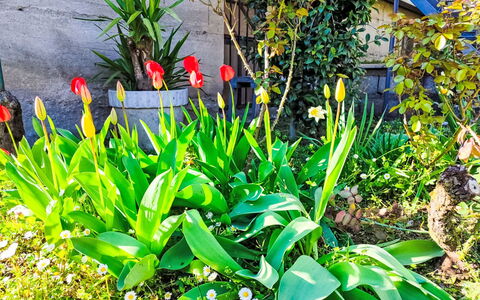 Papaveri e Papere: Blume, Grün, Gelb, Blütenblatt, Garten, Blühende Pflanze, Frühling, Krautige Pflanze