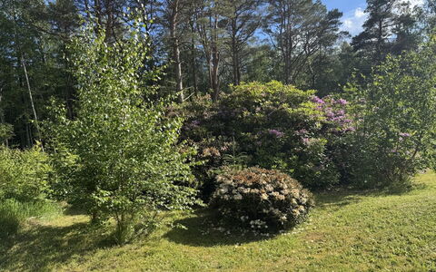 Alika - 300M from the Sea: Blatt, Vegetation, Strauch, Pflanzengemeinschaft, Garten, Ground, Frühling, Naturschutzgebiet, Gehölz, Wald