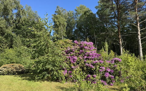 Alika - 300M from the Sea: Blume, Vegetation, Strauch, Garten, Pflanzengemeinschaft, Ground, Frühling, Lila, Gehölz, Naturschutzgebiet