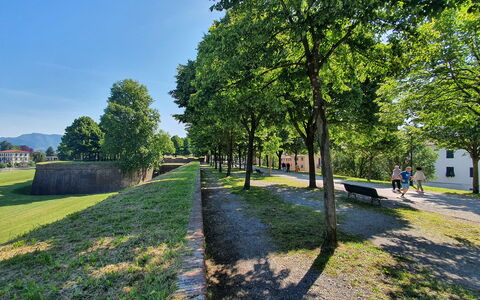 Casa Capolino: Baum, Gras, Natur, Frühling, Rasen, Park, Landscaping, Walkway, Pfad