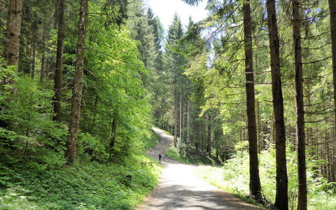 House Martina: Blatt, Baum, Grün, Natürlichen Umgebung, Holz, Vegetation, Wald, Strasse, Weg