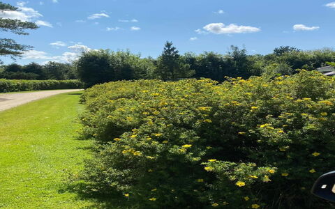 Vilhelm - 10Km from the Sea: Gelb, Strauch, Pflanzengemeinschaft, Ground, Garten, Shrubland, Wild