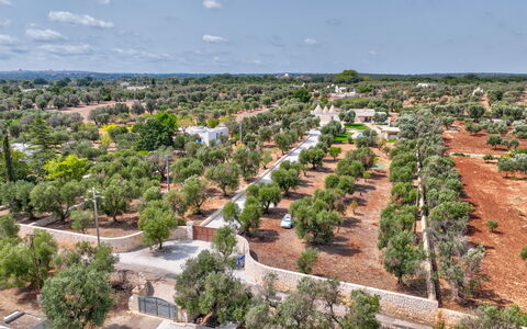 Trulli di Luccio: Baum, Landschaft, Grundstueck, Vogelperspektive, Luftaufnahmen, Plantage, Dorf, Landscaping