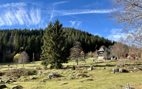 Bienek: Baum, Gras, Natürliche Landschaft, Hochland, Grundstueck, Wildnis, Weide, Wiese, Wald, Lärche