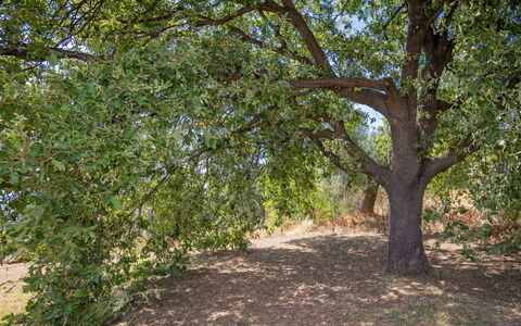 Campiglia Marittima 649: Blatt, Baum, Ast, Vegetation, Pflanzengemeinschaft, Kofferraum, Schatten, Naturschutzgebiet, Gehölz, Boden