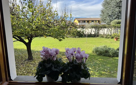 Villa Lory: Blume, Blütenblatt, Blumentopf, Frühling, Garten, Floristik, Zimmerpflanze, Tulpe