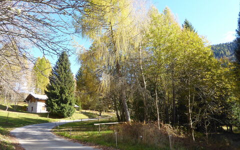 Chalet Genzianella: Baum, Blatt, Natur, Ast, Landschaft, Kofferraum, Lärche, Wald, Landscaping