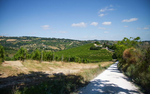 Zena Apartment: Grün, Vegetation, Natürliche Landschaft, Wiese, Landschaft, Hügel, Ländliches Gebiet, Strauch, Einfach