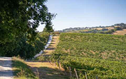 Zena Apartment: Grün, Vegetation, Natürliche Landschaft, Landwirtschaft, Plantage, Ländliches Gebiet, Landschaft, Feld, Einfach