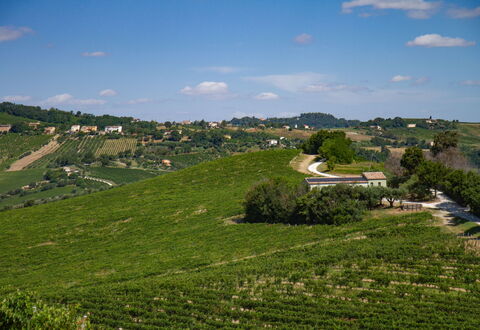 Zena Apartment: Grün, Landwirtschaft, Feld, Plantage, Ländliches Gebiet, Einfach, Wiese, Landschaft, Grundstueck