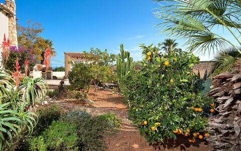La Caissa: Vegetation, Baum, Himmel, Garten, Botanik, Pflanze, Palme, Pflanzengemeinschaft, Blume, Grundeigentum