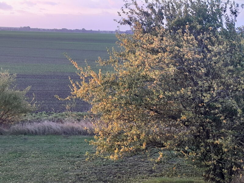 Seeschwalbe