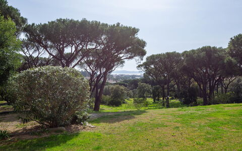 Les Pins Bleus: Blatt, Gras, Baum, Natürlichen Umgebung, Ast, Vegetation, Wiese, Strauch, Pflanzengemeinschaft, Grundstueck