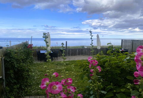 Nedelko - 20M from the Sea: Blume, Blütenblatt, Blühende Pflanze, Ozean, Meer, Garten, Krautige Pflanze, Rose Family, Wild